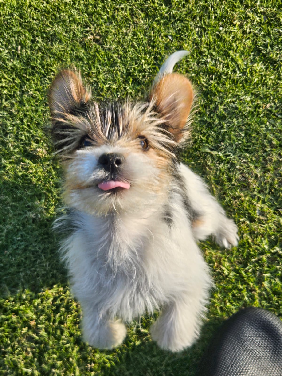 Bonnie the Yorkie, Chewed's chief chew officer